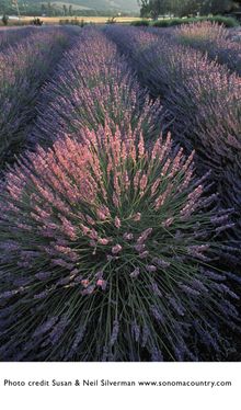 Lavender