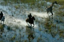 Aardvark Safaris, Riding In The Delta With African Horseback Safaris Crop