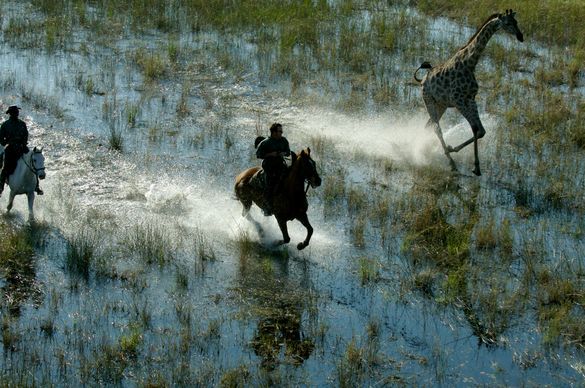 Aardvark Safaris, Riding In The Delta With African Horseback Safaris Crop