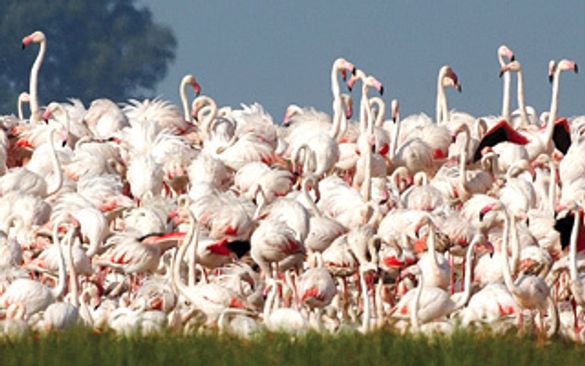Bird Watching Extremadura