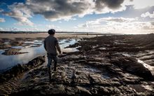 Kazz Padidar Low Tide Foraging