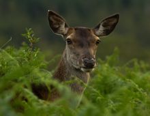 A Red Deer Hind