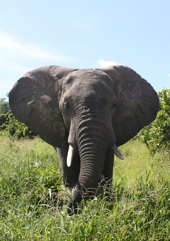 Bull Elephant Kenya