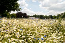 Meadow & Exterior - Coworth Park 