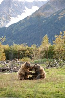 BEARS PLAYING AT AWWC