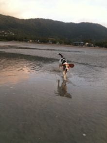 'Savvy' the Beagle on dog-friendly Cannonvale Beach, just 2 minutes from Airlie Beach