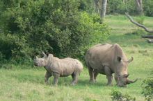 Rhino And Baby