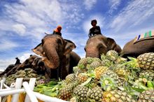 Elephant Buffet 
