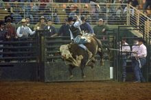 Bucking Jump Bull