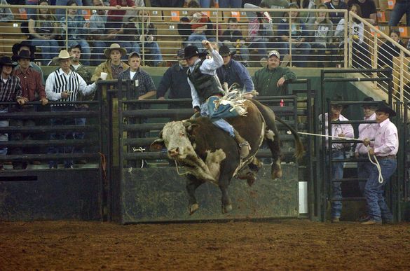 Bucking Jump Bull