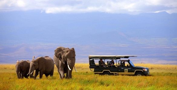 Game Drive