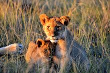Lion Cubs At Gondwana