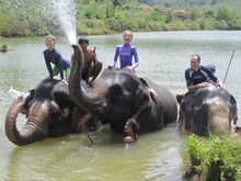 The Sarojin Elephant Bathing Family