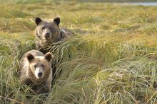 Bears In Estuary