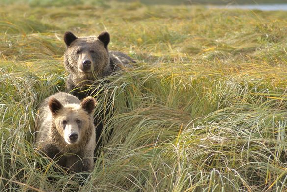 Bears In Estuary