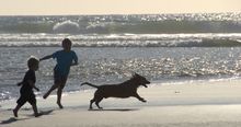 Dog's Beach, Del Mar, California