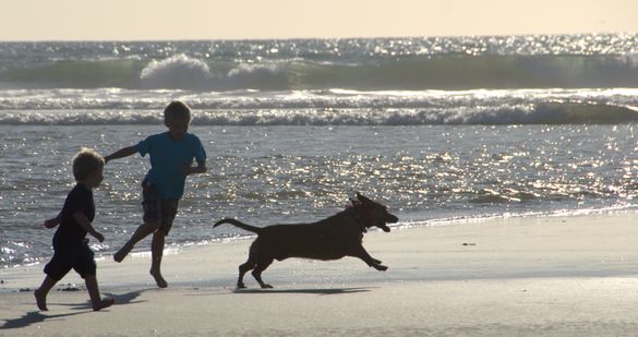 Dog\'s Beach, Del Mar, California