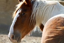 Mustang Monument is home to 600 Wild Mustangs, rescued by Madeleine Pickens and her Saving America’s Mustangs organization.