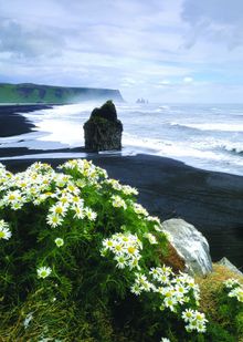 Coast Flowers