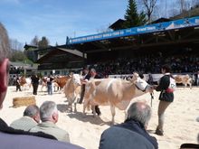 Cow Show 