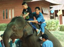Thai Elephant Therapy Project 