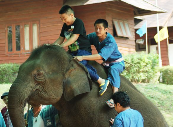 Thai Elephant Therapy Project 