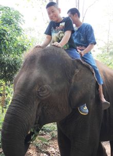 Thai Elephant Therapy Project 