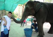 Thai Elephant Therapy Project 