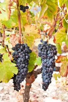 Desiccation -Shiraz at Solm-Delta