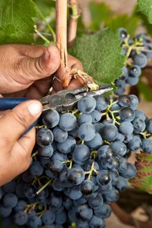 Desiccation of grapes on the vine