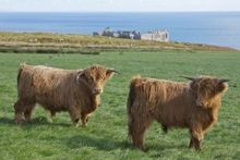 Arrivals To Lundy Island 