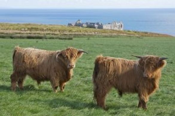 Arrivals To Lundy Island 