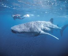 Whaleshark at Ningaloo Reef, Western Australia