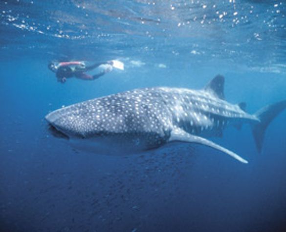 Whaleshark at Ningaloo Reef, Western Australia