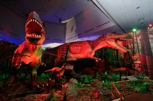 Hear T. rex roar at Dinosaurs Live at The Venetian, an interactive and family-friendly exhibition at The Venetian Macao’s CotaiE