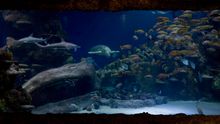 Turtlefest At The SEA LIFE London Aquarium