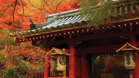 Japan Trees