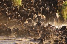 Mara River Crossing