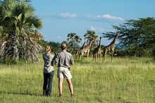 Spotting Masai giraffe during a walking safari, Lake Manyara National Park, Tanzania | © Africaimagelibrary.com