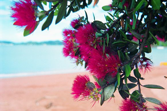 Pohutukawa on Paihia Beach