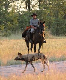 In The Saddle At Motswiri, Botswana