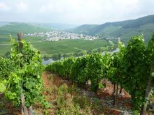 Mosel