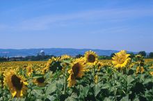 Umbria