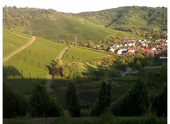 Grape Vines Outside Stuttgart