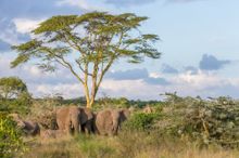 Aardvark Safaris, Segera Camp