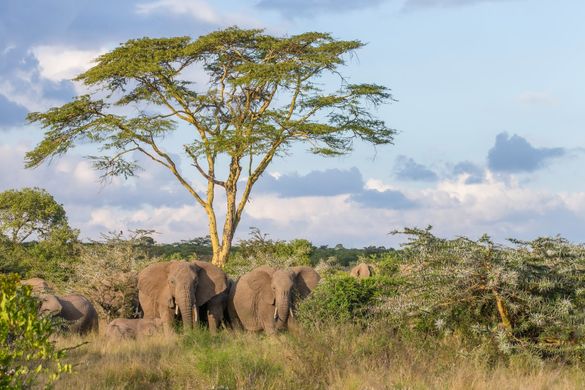 Aardvark Safaris, Segera Camp