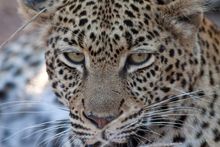 Leopard Eyes