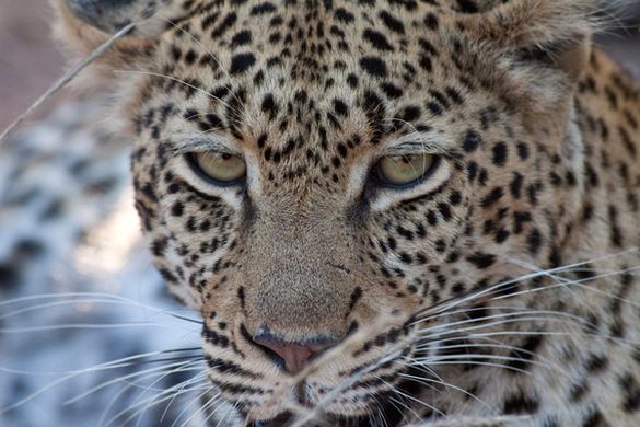 Leopard Eyes