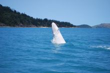 This baby white whale was born in the Whitsundays in 2011 and named \'Chalkie\'.  Locals are eagerly awaiting his return thi