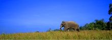 Khao Yai National Park, one of several adventure packed destinations in Thailand